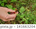 Hand Picking Wild Strawberry in Forest 141663204