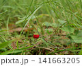 Red Wild Strawberries on Forest Plant 141663205