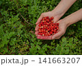 Fresh Wild Strawberries in Heart-Shaped Hands in Forest 141663207