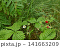 Ripe Wild Strawberries Growing in Forest 141663209