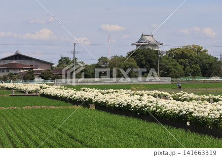 白いアナベルの花の咲く埼玉県加須市騎西町の紫陽花ロードの風景 141663319