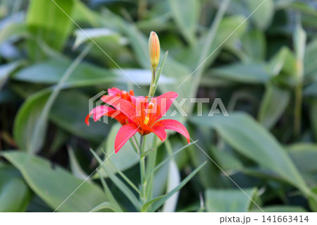 愛媛・四国カルスト 夏の高原に咲くヒメユリの花 愛媛・四国カルスト 夏の高原に咲くヒメユリの花 141663414