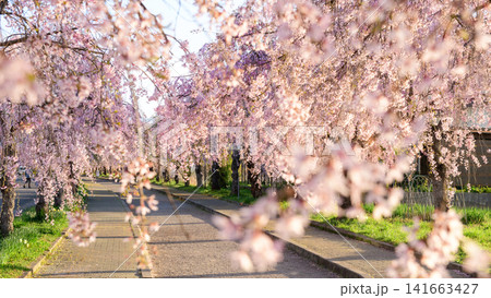 清々しい朝 朝日差し込む日中線枝垂れ桜並木 福島県 清々しい朝 朝日差し込む日中線枝垂れ桜並木 福島県 141663427