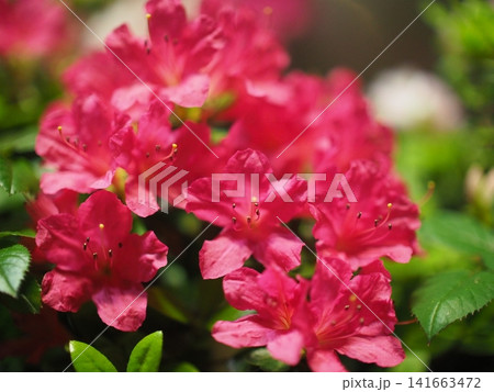 真っ赤なツツジ(春の花壇) 真っ赤なツツジ(春の花壇) 141663472