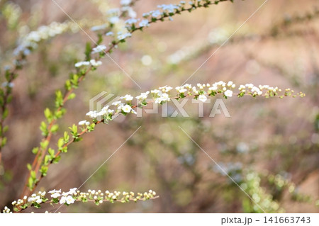 咲始め 早春の花 ユキヤナギ 咲始め 早春の花 ユキヤナギ 141663743