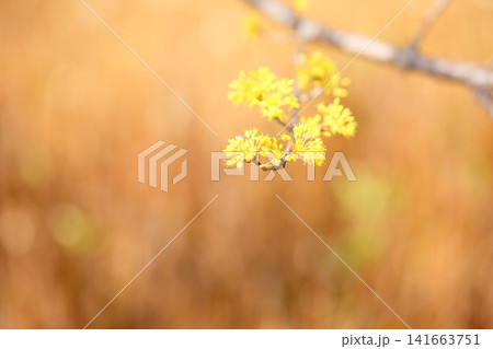 早春の花 サンシュユ 春黄金花 早春の花 サンシュユ 春黄金花 141663751
