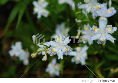 シャガの花 シャガの花 141663756