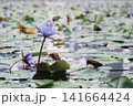 蓮の花 141664424