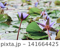 蓮の花 141664425