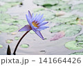 蓮の花 141664426