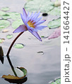 蓮の花 141664427