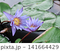 蓮の花 141664429