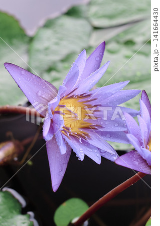 蓮の花 蓮の花 141664430