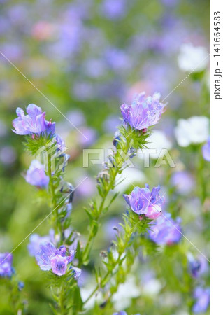 青紫色の可憐な花びらが輝くエキウム 青紫色の可憐な花びらが輝くエキウム 141664583
