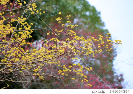 早春の花 サンシュユ 春黄金花 早春の花 サンシュユ 春黄金花 141664594