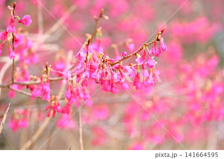 早春の公園　カンヒザクラの花 141664595