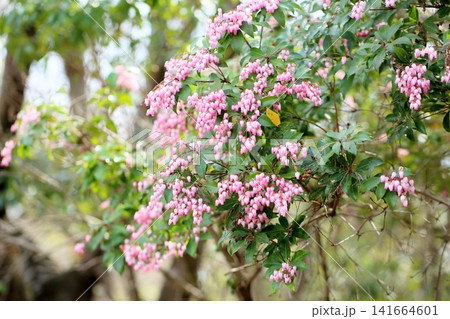 春の花　爽やか　アセビの花 141664601