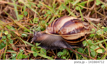 Close up shot of a garden snail crawling slowly over a bed of green grass and soil outdoors. Becomes wet and damp after rainfall creating humidity that attracts animals to come out and forage. Close up shot of a garden snail crawling slowly over a bed of green grass and soil outdoors. Becomes wet and damp after rainfall creating humidity that attracts animals to come out and forage. 141664712