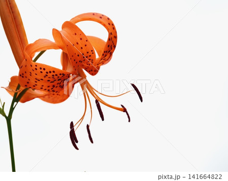 オニユリの花 オニユリの花 141664822