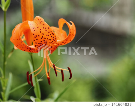 オニユリの花 オニユリの花 141664825