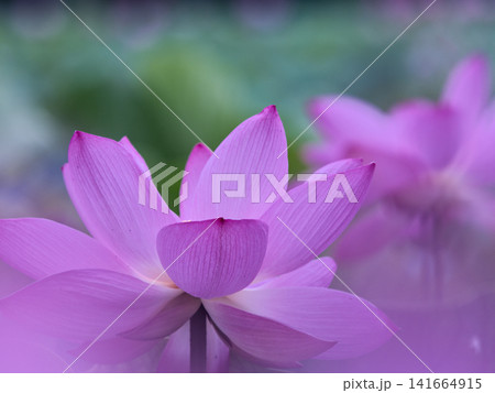 蓮の花のある風景 蓮の花のある風景 141664915