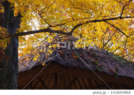 紅葉したイチョウと茅葺屋根 紅葉したイチョウと茅葺屋根 141664960