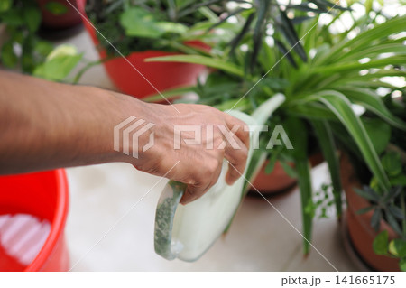 Watering plants in a garden during the day Watering plants in a garden during the day 141665175