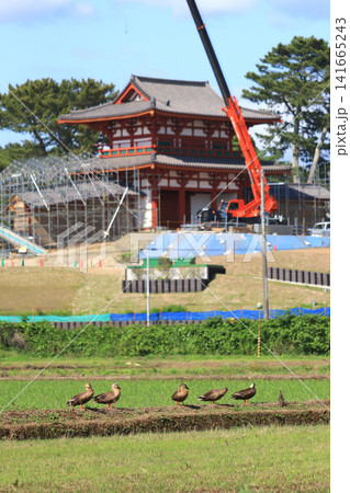 カルガモ5羽と復元工事中の多賀城南門築地塀(宮城県多賀城市) カルガモ5羽と復元工事中の多賀城南門築地塀(宮城県多賀城市) 141665243