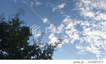blue sky with cloud with tree 141665557