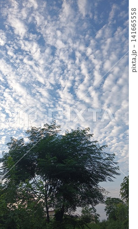 tree in the park with white scattered cloud tree in the park with white scattered cloud 141665558
