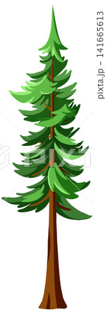 Green Evergreen Conifer Tree Vector Illustration Isolated on White Background Green Evergreen Conifer Tree Vector Illustration Isolated on White Background 141665613