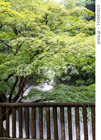 大雨後で通常より水量が多く迫力のある神戸布引の滝 141665822