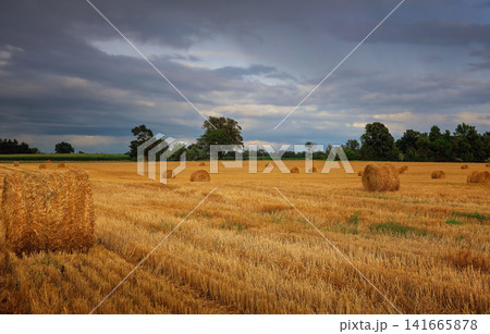 Wheat field after harvesting against a cloudy sky 141665878