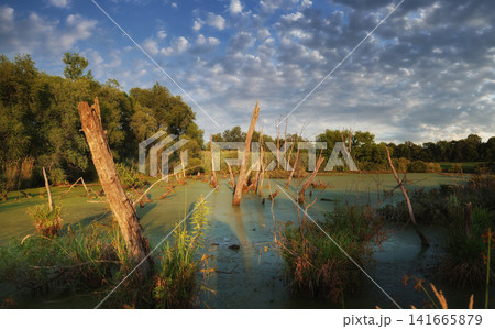 Dry trees in swamp against a cloudy sky Dry trees in swamp against a cloudy sky 141665879