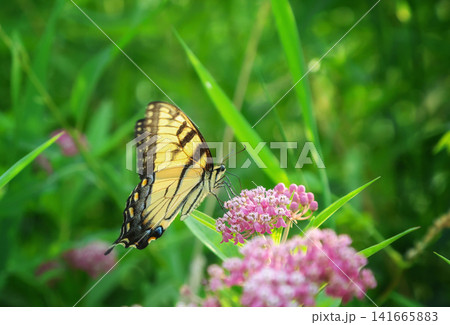 Tiger Swallowtail butterfly on a purple flower 141665883