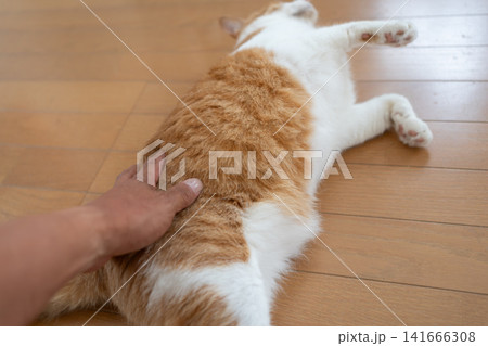 猫のお腹を撫でる 茶トラ白 猫のお腹を撫でる 茶トラ白 141666308
