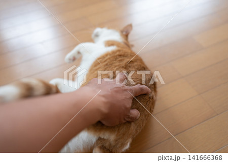 猫のお腹を撫でる 茶トラ白 猫のお腹を撫でる 茶トラ白 141666368
