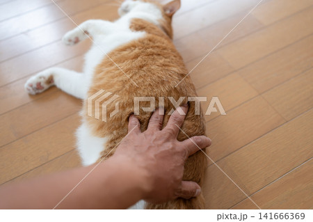 猫のお腹を撫でる　茶トラ白 141666369