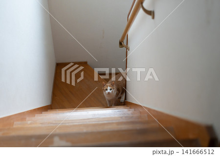階段を上る猫 茶トラ白 階段を上る猫 茶トラ白 141666512
