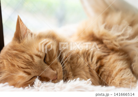 窓辺で眠る猫 茶トラ猫 窓辺で眠る猫 茶トラ猫 141666514