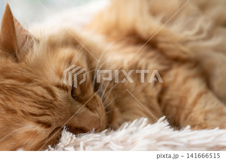 窓辺で眠る猫　茶トラ猫 141666515