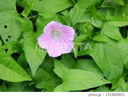 夏の朝、薄いピンク色のヒルガオの花 夏の朝、薄いピンク色のヒルガオの花 141666601