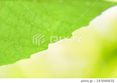 Abstract nature green leaf on tree beautiful with sunlight soft focus and green blur background / Close up leaves in summer garden 141666638