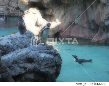 ズーラシア ペンギン ズーラシア ペンギン 141666860