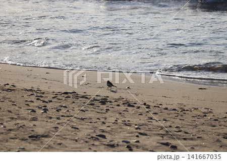 水辺に集う野鳥たちの風景 141667035
