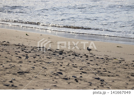 水辺に集う野鳥たちの風景 水辺に集う野鳥たちの風景 141667049