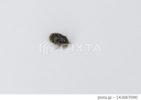 ヒメマルカツオブシムシの成虫 ヒメマルカツオブシムシの成虫 141667090