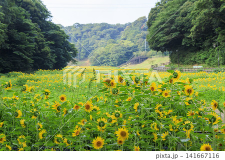 くりはま花の国の向日葵畑 くりはま花の国の向日葵畑 141667116