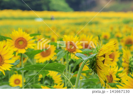 くりはま花の国の向日葵畑 くりはま花の国の向日葵畑 141667130