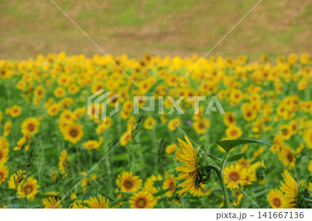 くりはま花の国の向日葵畑 くりはま花の国の向日葵畑 141667136